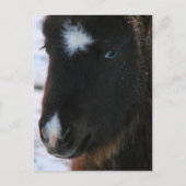 Schattig mini Horse Filly Briefkaart (Voorkant)
