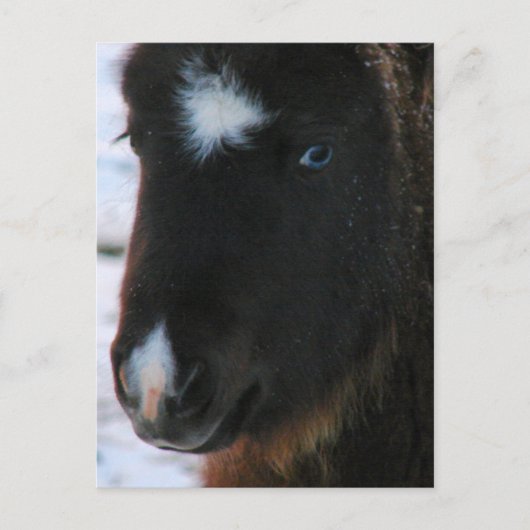 Schattig mini Horse Filly Briefkaart (Voorkant)