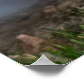 Schattig Otter op de Riverbank Poster (Hoek)