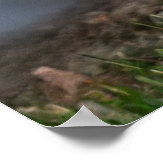 Schattig Otter op de Riverbank Poster (Hoek)