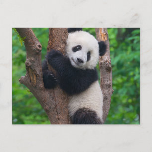 Schattig Panda Beer op de Boom Briefkaart