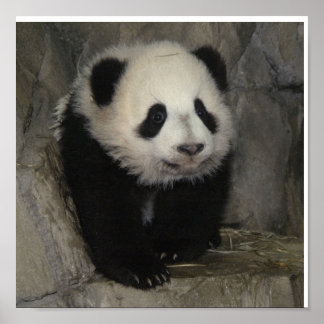 Schattig panda-poster. poster
