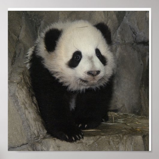 Schattig panda-poster. poster (Voorkant)