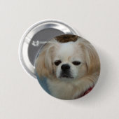 schattig Pekingese Ronde Button 5,7 Cm (Voorkant /achterkant)