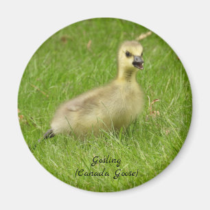 Schattig Pluizig Gansje (Canada gans) Magneet