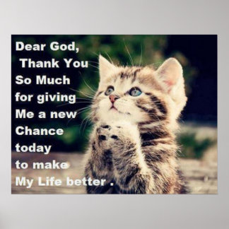 Schattig Poster Praying Kitten