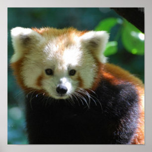 Schattig Poster Red Panda