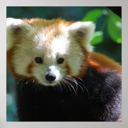Schattig Poster Red Panda (Voorkant)
