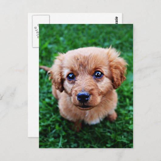 Schattig Puppy Photo Briefkaart (Voorkant / Achterkant)