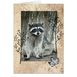Schattig Raccoon