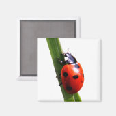 Schattig rood gevlekt lieveheersbeestje magneet (Voorkant / Achterkant)