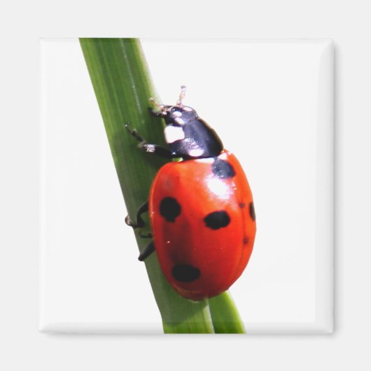 Schattig rood gevlekt lieveheersbeestje magneet (Voorkant)