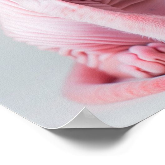 Schattig Roze Sphynx Kat Poster (Hoek)