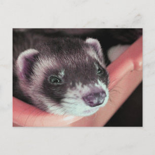 Schattig Sable Ferret Foto Briefkaart