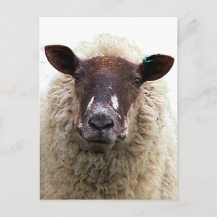SCHATTIG SCHAAP BRIEFKAART