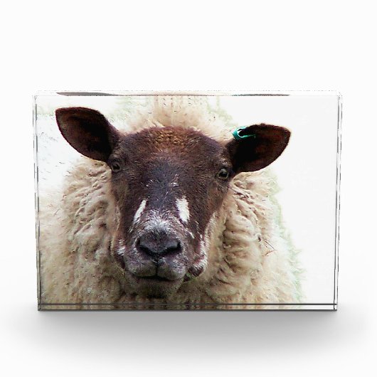 SCHATTIG SCHAAP FOTOBLOKKEN (Voorkant)