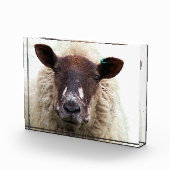 SCHATTIG SCHAAP FOTOBLOKKEN (Rechts)