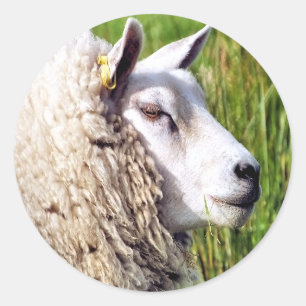 SCHATTIG SCHAAP RONDE STICKER
