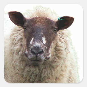 SCHATTIG SCHAAP VIERKANTE STICKER