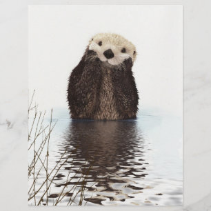 Schattig Schattig pluizig otter dier