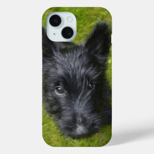 Schattig Schotse Puppygezicht