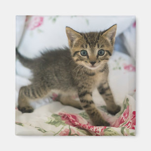Schattig Tabby kitten kijken verrast Magneet