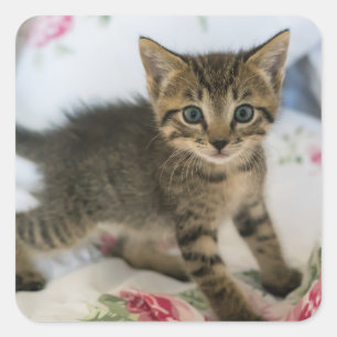 Schattig Tabby kitten kijken verrast Vierkante Sticker