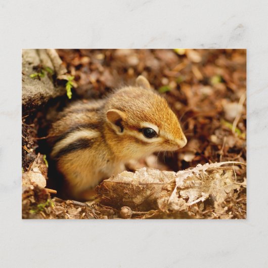 Schattig Teeny Baby Chipmunk Briefkaart (Voorkant)