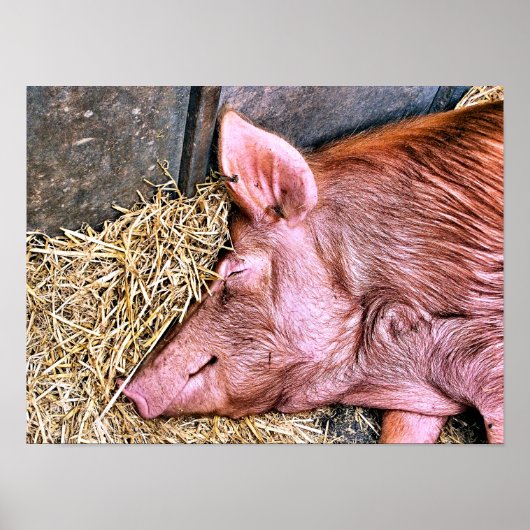 SCHATTIG VARKEN POSTER (Voorkant)
