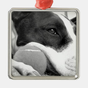 schattig verdrietig uitziende pitbull hond zwart w metalen ornament