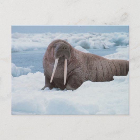 Schattig Walrus Briefkaart (Voorkant)