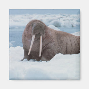 Schattig Walrus Magneet