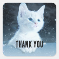 Schattig wit kitten met  blauwe ogen Dank u