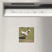 Schattig wit zijdeachtig bantam kip lopen magneet (Insitu (Vaatwasser))