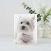 Schattig Witte West Highland Terrier Briefkaart (Staand voorkant)