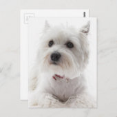 Schattig Witte West Highland Terrier Briefkaart (Voorkant / Achterkant)