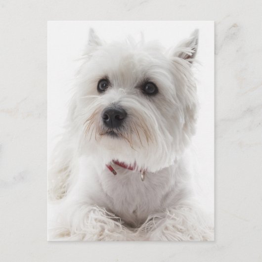 Schattig Witte West Highland Terrier Briefkaart (Voorkant)