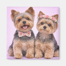 Schattig Yorkshire Terrier Koppel Valentijnsmagnee