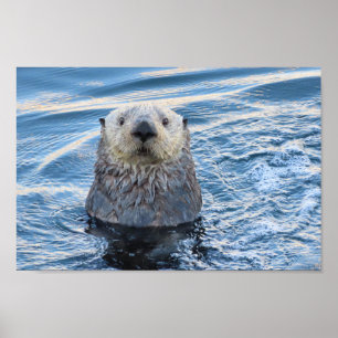 Schattig Zee Otter Peeks Poster