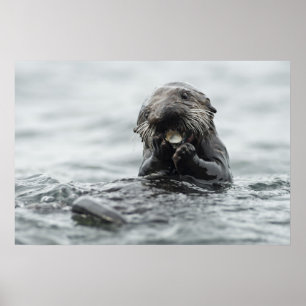 Schattig Zee Otter Poster