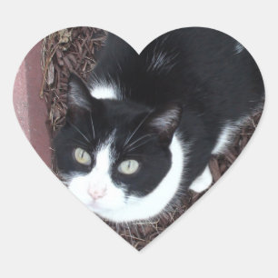 Schattig Zwart en Wit Groene Eyed Kat Stickers