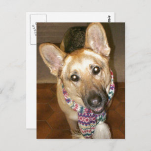 Schattig Zwart & Tan Duits Herder Briefkaart