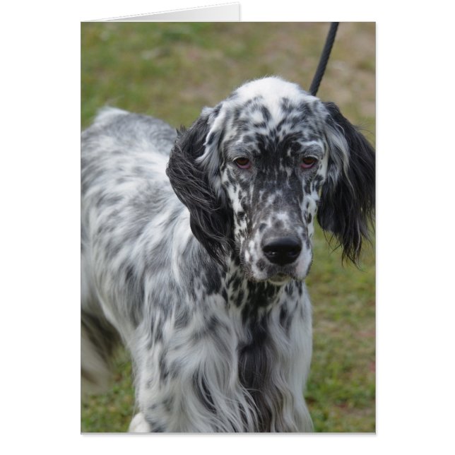 Schattig zwart-wit Engelse setter (Voorkant)