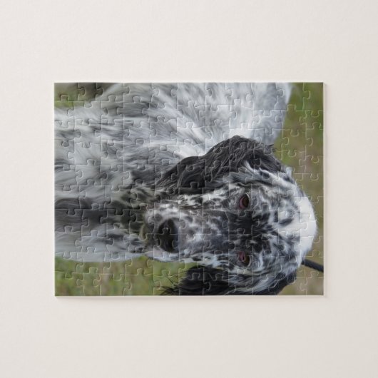 Schattig zwart-wit Engelse setter Legpuzzel (Horizontaal)