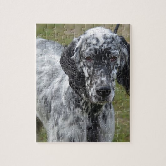Schattig zwart-wit Engelse setter Legpuzzel (Verticaal)