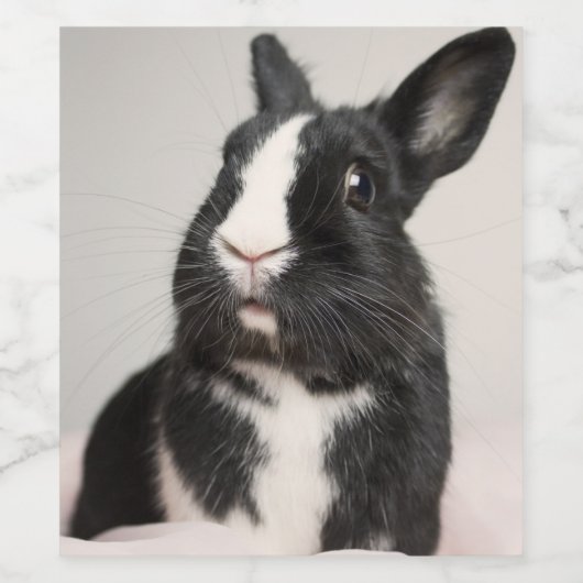 Schattig zwart-wit konijnenkonijn wijn etiket (Enkel label)