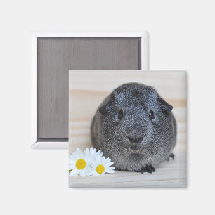 Schattige Agouti Cavia met Madeliefjes Magneet