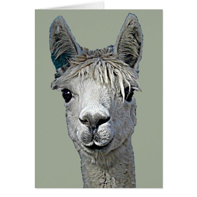 Schattige Alpaca (Voorkant)