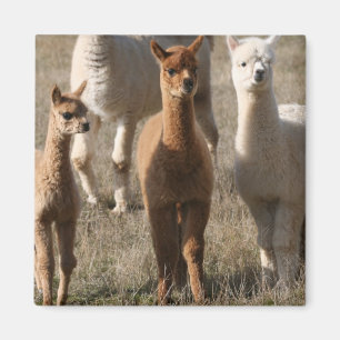 Schattige alpaca magneet