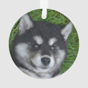 Schattige Alusky Puppy Dog Ornament